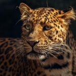 Al_rescate_de_jaguar_3