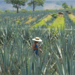 Nueva Ruta del Tequila en Los Altos de Jalisco- cultura, sabor y aventura para turistas