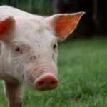 Dia_Mundial_de_los_Animales_Mexico_debe_tener_su_primera_Ley_General_de_Proteccion_03102025-2