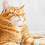 curiosidades-sobre-gatos-naranjas