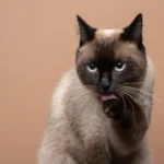 consejos_gato_siames