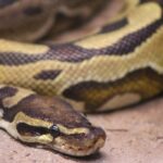 snake-g722231ef4_1280-1024x682