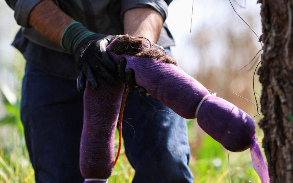 Xochimilco_cabello_ajolote_2_08042026