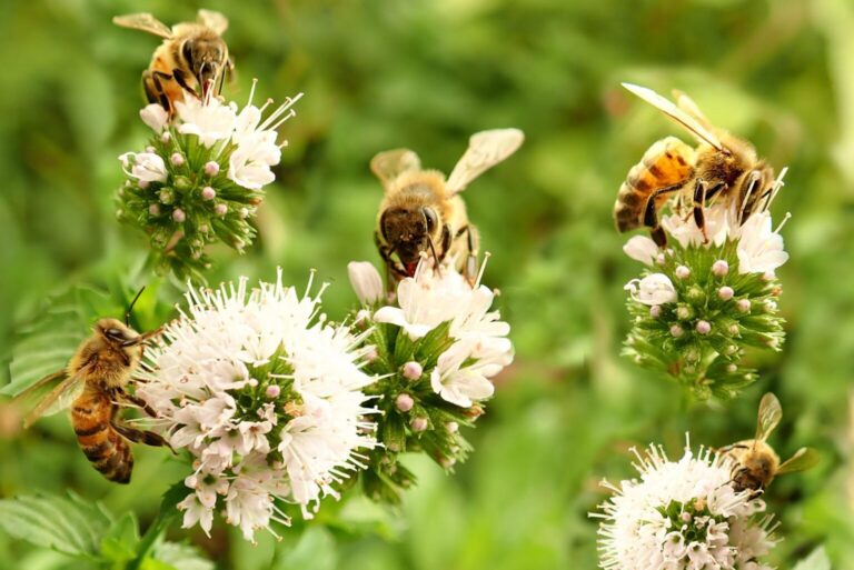 salvemos-abejas-gobierno-lanza-campana-senasica-2-19042026-1536x1026